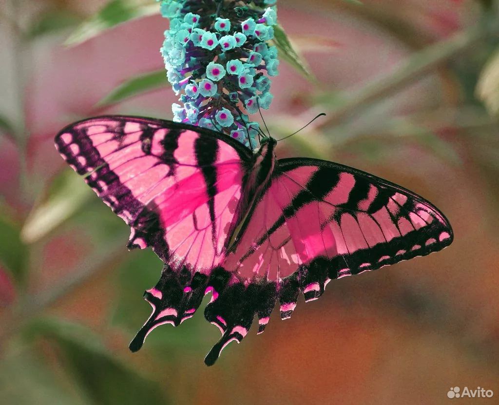 Куколки живых бабочек Papilio palinurus купить на Зозу.ру - фотография № 9