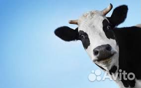 Продаю яловых коров 20 голов купить на Зозу.ру - фотография № 1