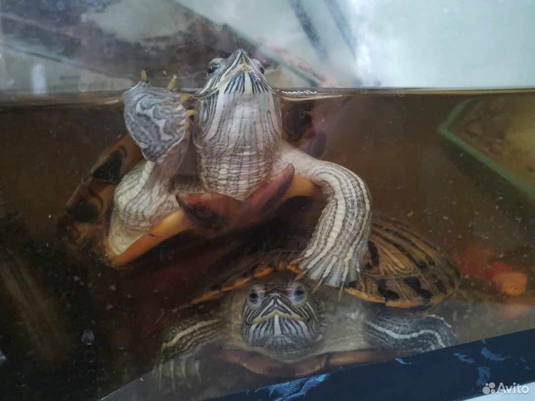 2 красноухие черепахи купить на Зозу.ру - фотография № 3