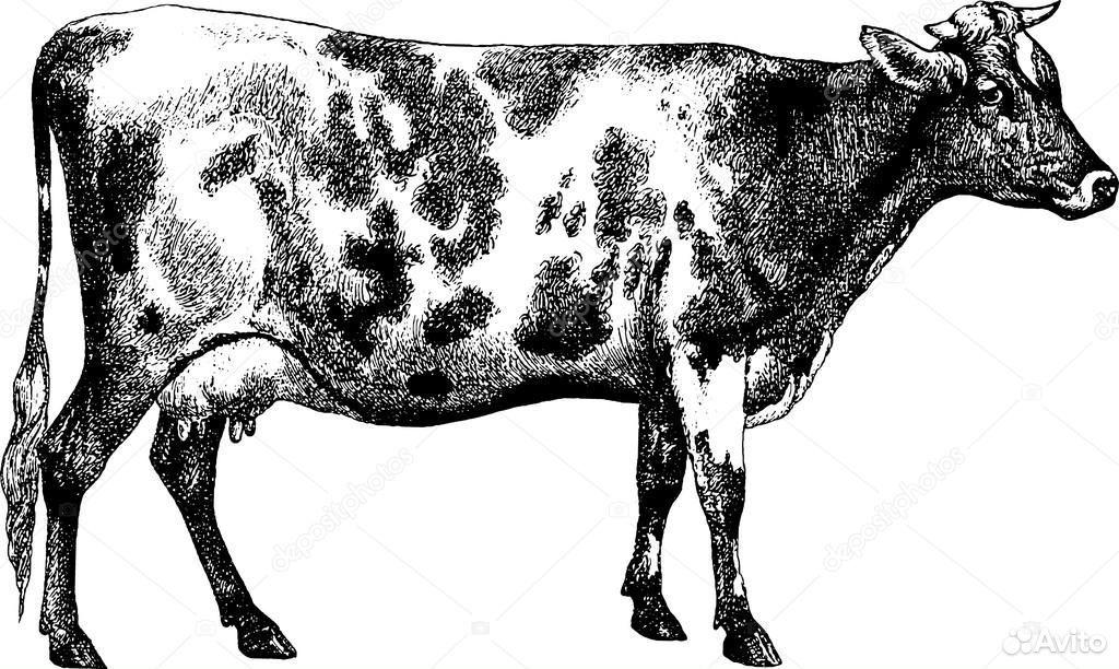 Корова,масть чёрно белая купить на Зозу.ру - фотография № 1