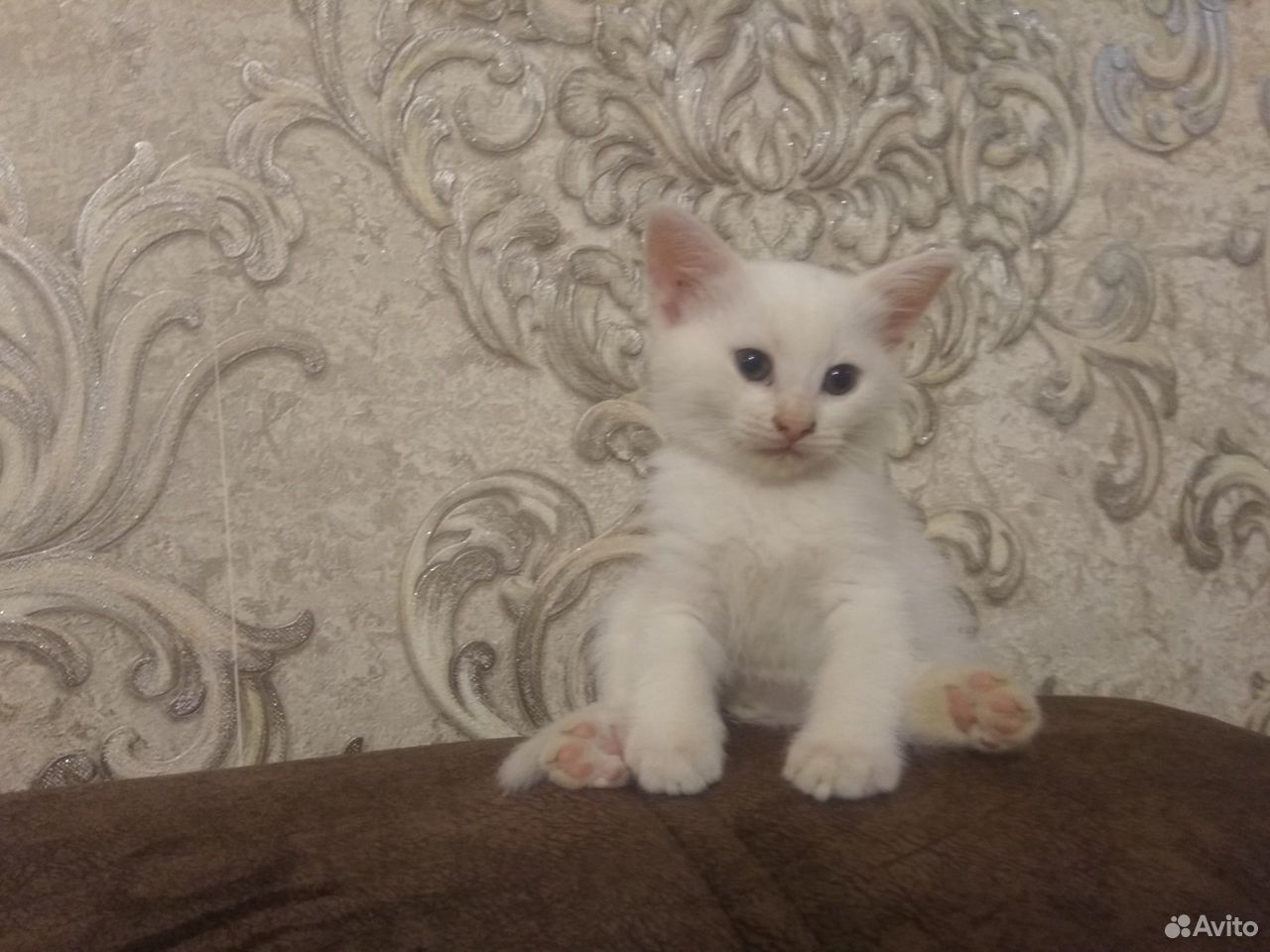 Котенок 2 месяца купить на Зозу.ру - фотография № 1