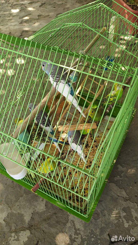 Волнистые птенцы купить на Зозу.ру - фотография № 2