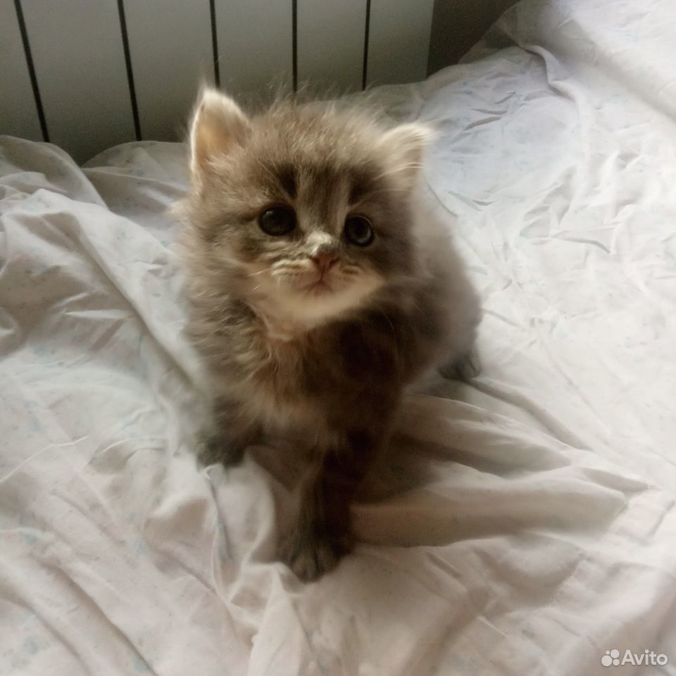 Ищет дом котенок купить на Зозу.ру - фотография № 1
