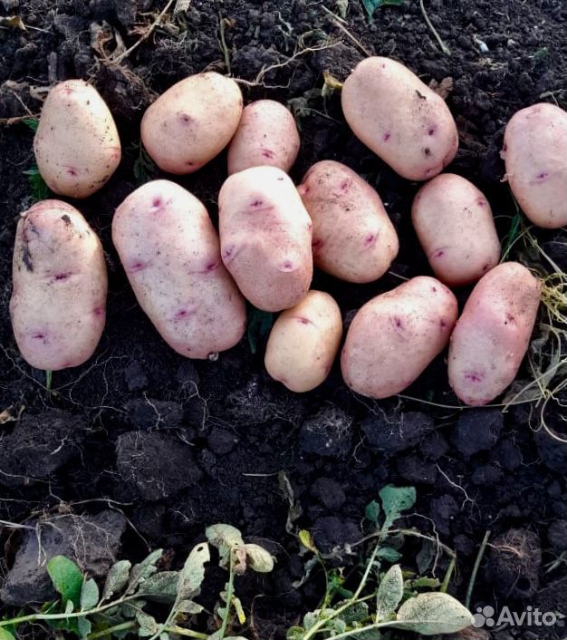 Продам картофель купить на Зозу.ру - фотография № 3