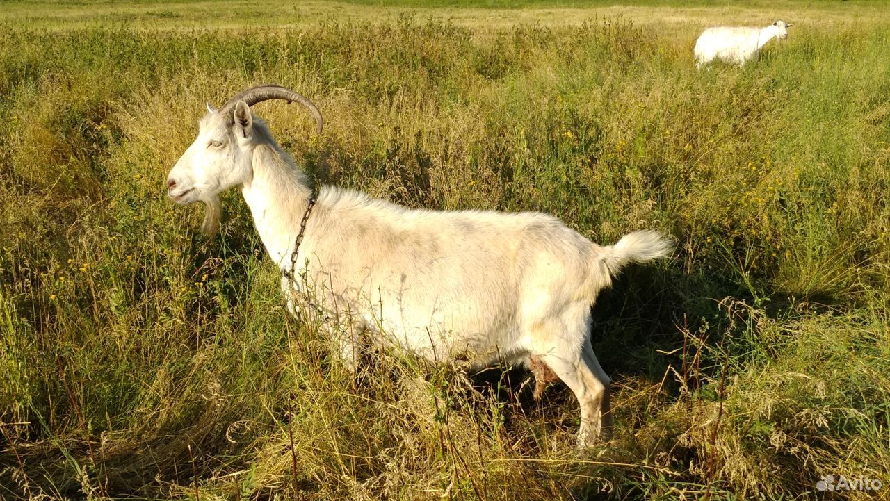 Высокоудойные козы купить на Зозу.ру - фотография № 4