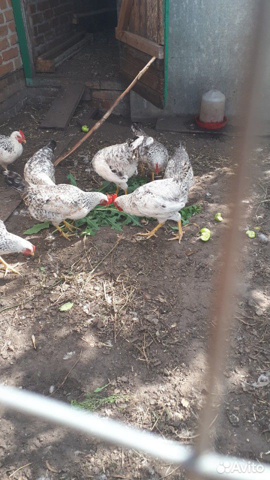 Вкусные яйца куриные домашние купить на Зозу.ру - фотография № 6