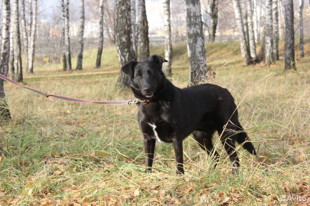 Черная собака Герда в добрые руки из приюта купить на Зозу.ру - фотография № 2