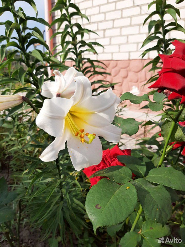 Цветы для сада и дачи купить на Зозу.ру - фотография № 9