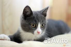 Серый котёнок, мальчик ищет тёплый дом купить на Зозу.ру - фотография № 1