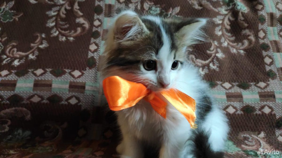 Умный, пушистый котенок купить на Зозу.ру - фотография № 3