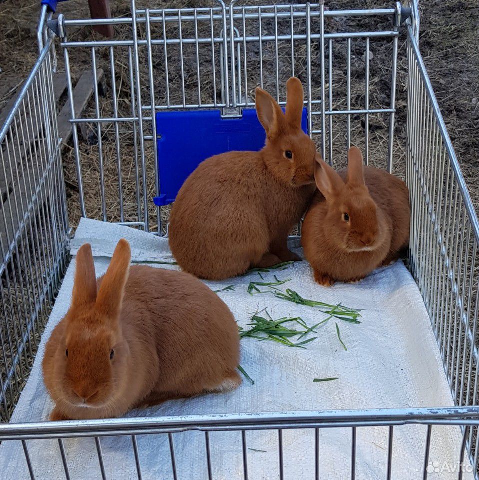 Кролики Новозеландские красные купить на Зозу.ру - фотография № 3