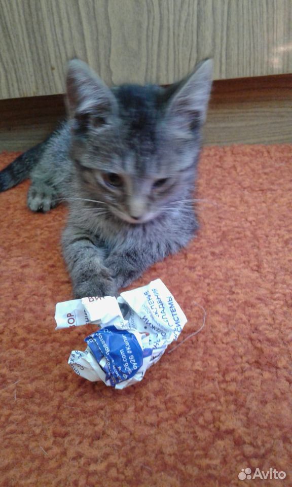 Подарю котенка купить на Зозу.ру - фотография № 4
