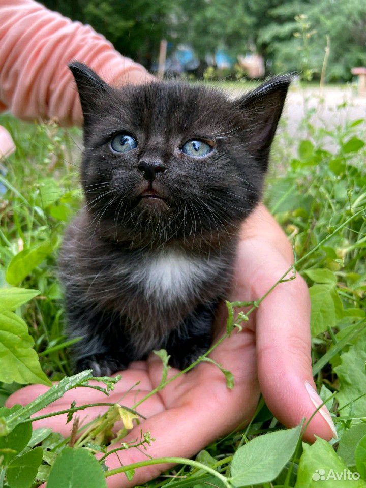 Котенок 1,5 месяца купить на Зозу.ру - фотография № 1