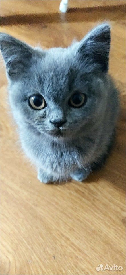 Британский котенок купить на Зозу.ру - фотография № 1