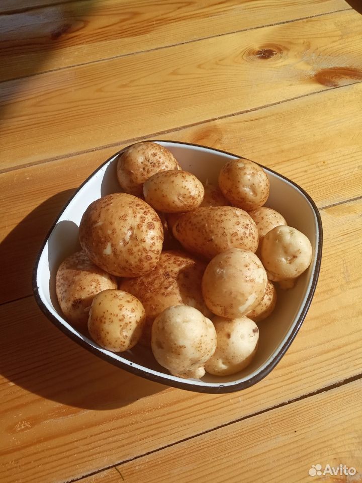 Картофель свежий урожай купить на Зозу.ру - фотография № 1