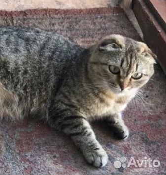 Милейшие вислоухие котятки купить на Зозу.ру - фотография № 4
