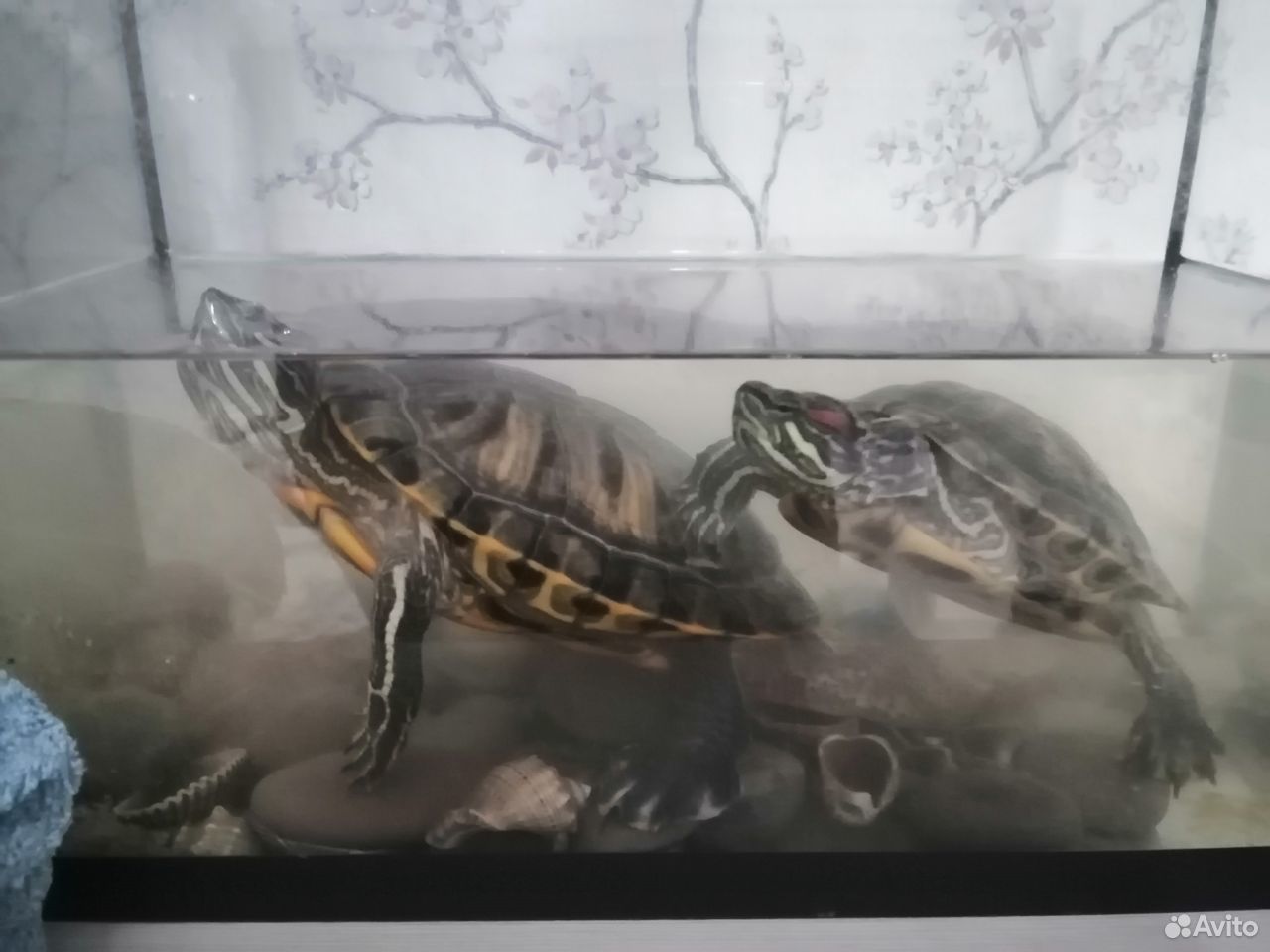 Красноухие черепахи купить на Зозу.ру - фотография № 2