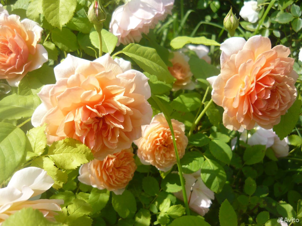 Укоренённые черенки современных роз купить на Зозу.ру - фотография № 4