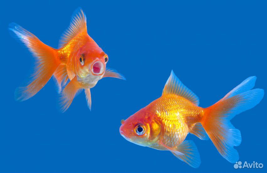 Две золотые рыбки купить на Зозу.ру - фотография № 1