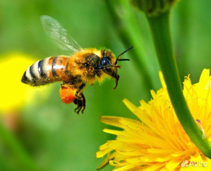 Ульи с пчелами купить на Зозу.ру - фотография № 1