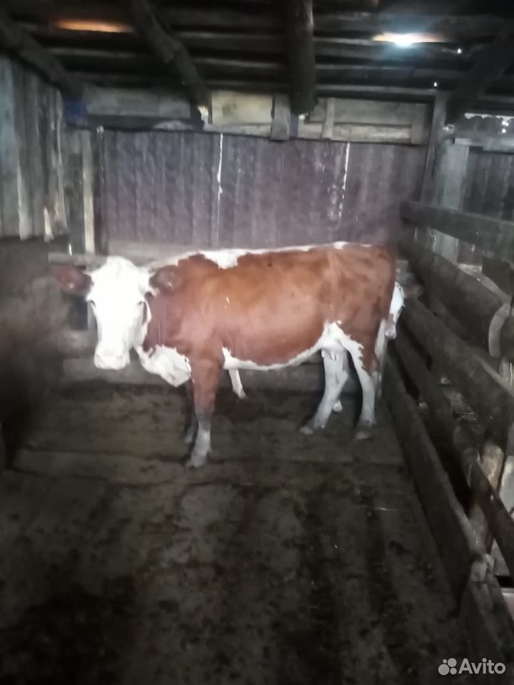Корова Герефорд с теленком купить на Зозу.ру - фотография № 3