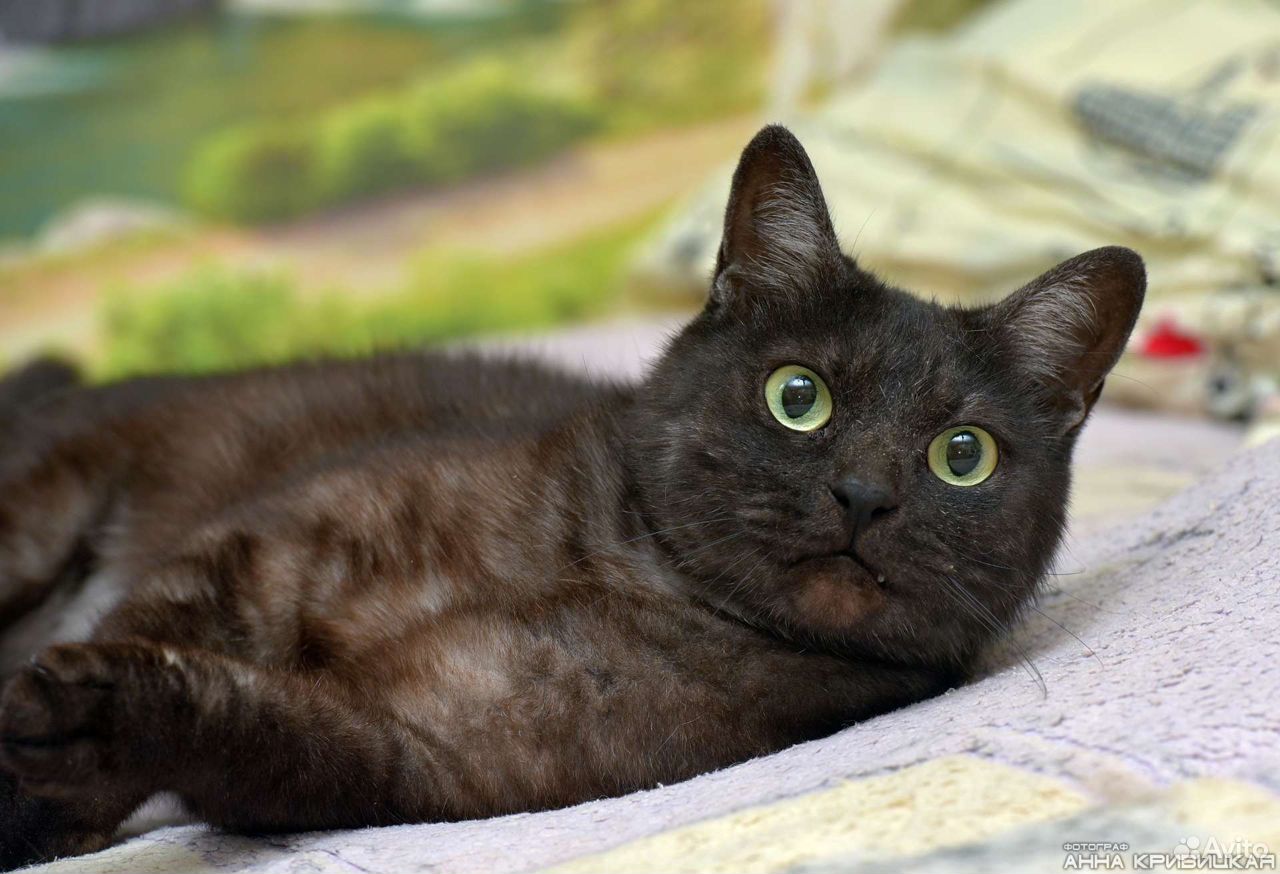 Ласковый котик окраса "черный дым" - Барт купить на Зозу.ру - фотография № 8