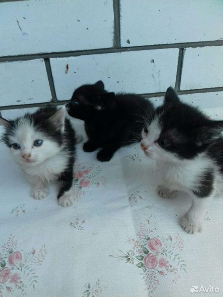 Месячные котята- черный и пятнистый мальчики и кош купить на Зозу.ру - фотография № 2