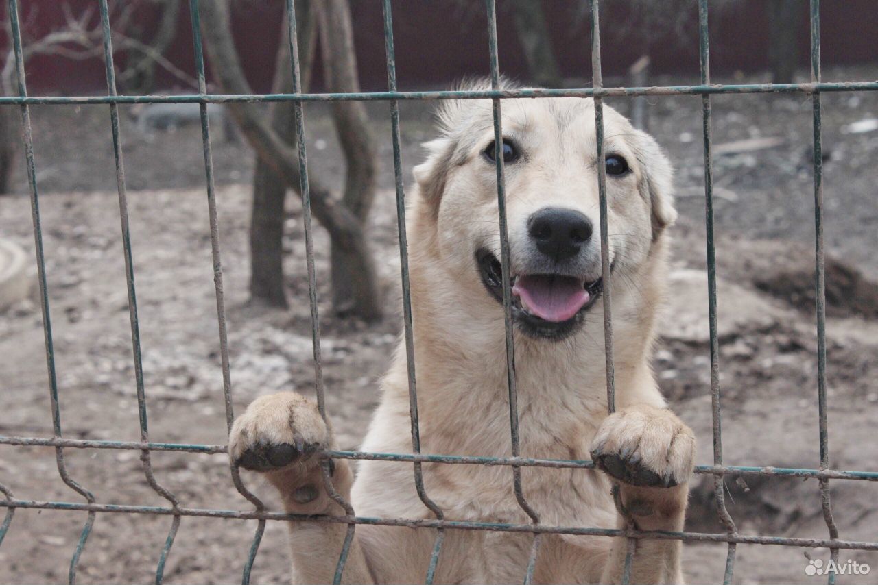 Помощь приюту для животных купить на Зозу.ру - фотография № 1