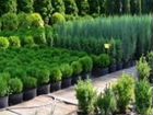 Хвойники, растения Садовый центр Симферополь в нал объявление продам