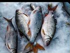 Зимняя рыбалка на Волге в селе Обжериха объявление продам
