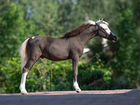 Породистая Американская миниатюрная лошадь не пони объявление продам