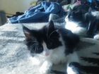 Очень красивый сибирский котёнок 1,5 месяца объявление продам