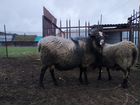 Романовские овцы, баран объявление продам