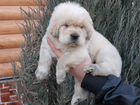Собака щенки тибетского мастифа объявление продам