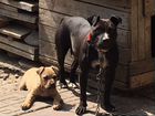Собака Порода -питбультерьер Хорошая родос объявление продам