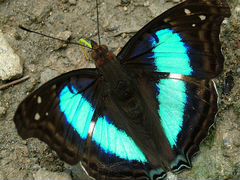 Живые тропические бабочки Бирюзовый Мотылек