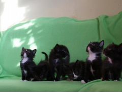 Чёрные, черно-белые котята - плюшевые детки