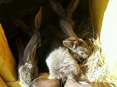Кролики ризен помесь с фландером