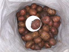 Продам картофель домашний едавой