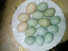 Продажа инкубационных яиц