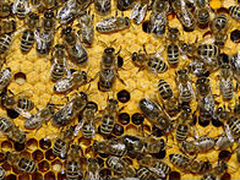 Пчелы и пчелопродукт