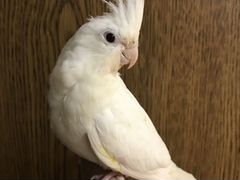 Попугай корелла альбинос
