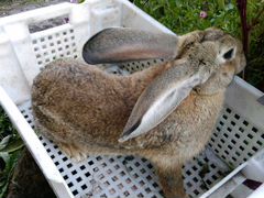 Кролики крупных пород