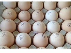 Инкубационное яйцо утка, бройлер, несушка, индейка