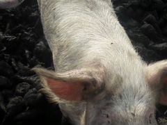 Продаются свинки на племя живым весом