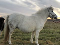 Лошадь(пони)