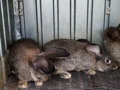 Кролики для разведения породистые