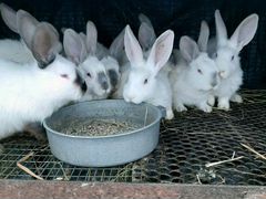 Кролики по два месяца