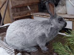 Кролики породы Серебристый и помесные