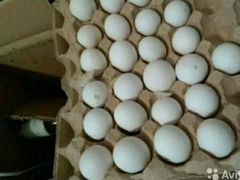 Яйца серебрянки